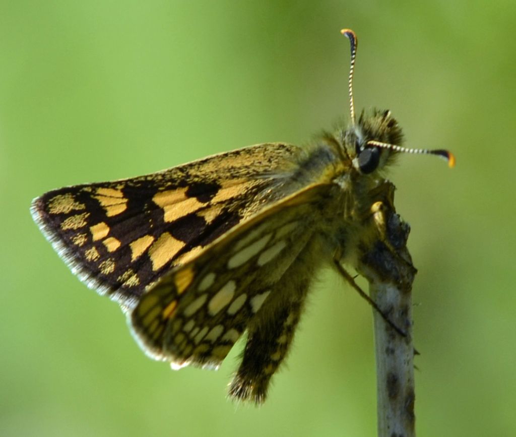 Carterocephalus palaemon?